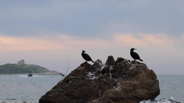 Due cormorani su uno scoglio su uno scoglio in una costa della Sicilia, sullo sfondo l'isolotto di Isola delle Femmine