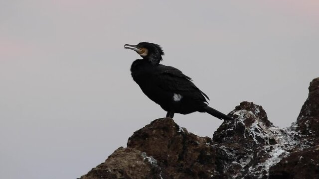 Cormorano