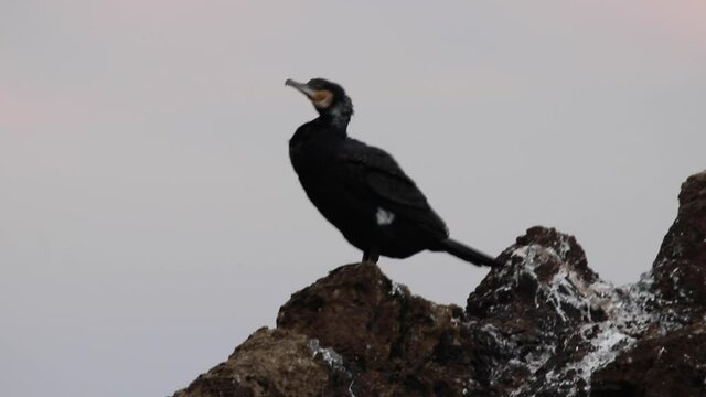 Cormorano