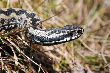 
viper
