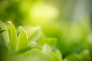 Concept nature view of green leaf on blurred greenery background in garden and sunlight with copy space using as background natural green plants landscape, ecology, fresh wallpaper concept.