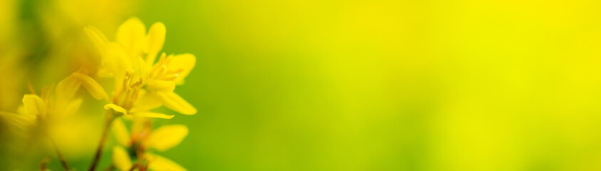 Obraz premium Concept nature view of yellow leaf on blurred greenery background in garden and sunlight with copy space using as background natural green plants landscape, ecology, fresh wallpaper concept.