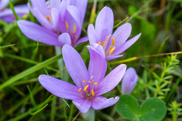 Autumn crocus on a cattle pasture in Thuringia