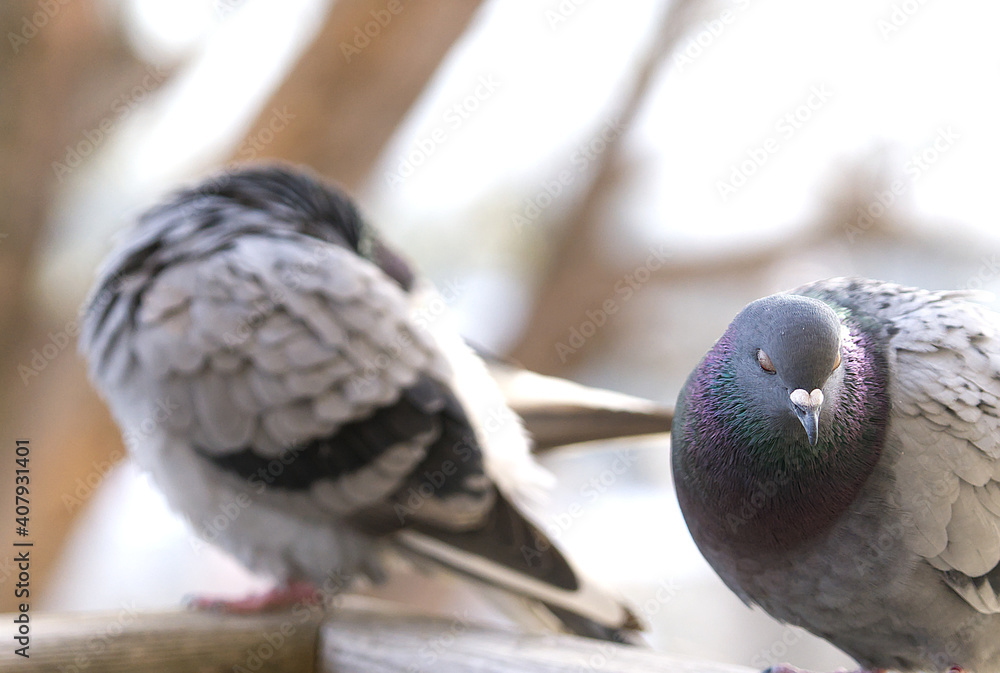 Poster view of pigeons standing on the branch of the tree in the forest on a blurry background
