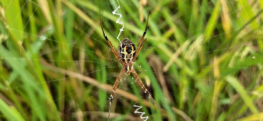 Common outdoor spider i