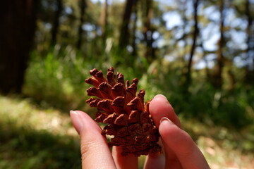 pine tree flower in the hand