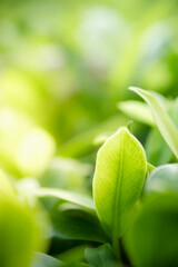 Concept nature view of green leaf on blurred greenery background in garden and sunlight with copy space using as background natural green plants landscape, ecology, fresh wallpaper concept.