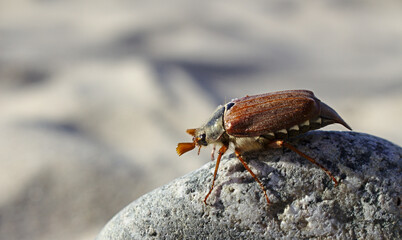 Close-up cockchafer on Rock