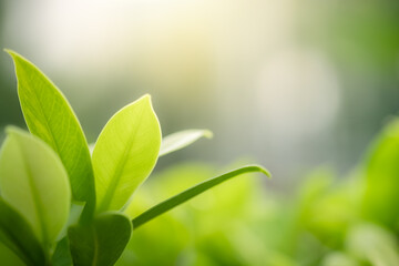 Concept nature view of green leaf on blurred greenery background in garden and sunlight with copy space using as background natural green plants landscape, ecology, fresh wallpaper concept.