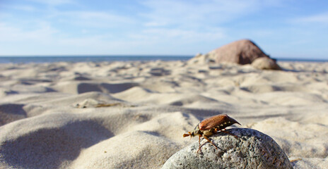 Cockchafer on a beach