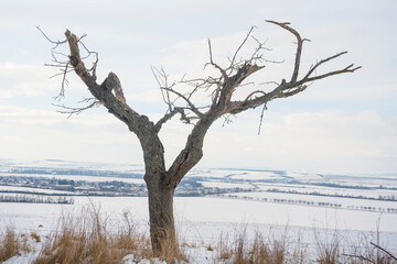Leafless dead trees in the winter with a snow