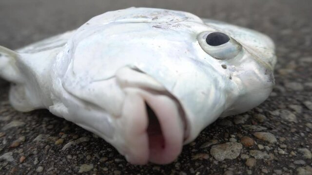 A Drepane punctata after angle is put at asphalt road. The fish struggle at land.