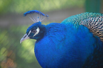 Royal peacock in the spa park in Ciechocinek, Poland.