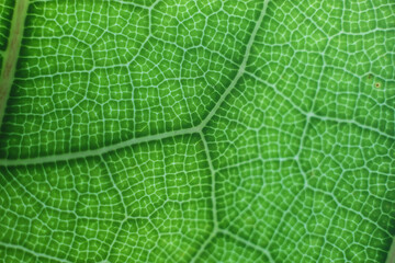 Green Leaf texture nature background 