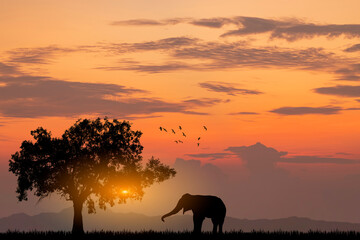 Naklejka na ściany i meble Silhouette African Elephants at sunset or sunrise. Wildlife Nature Background. African savanna landscape.