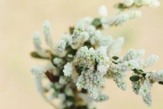 Selective focus closeup of a mountain knotgrass