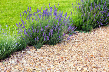 park with a flower bed of blooming lavender near the lawn covered with natural stone close-up of...