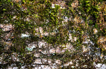 Green moss on a tree