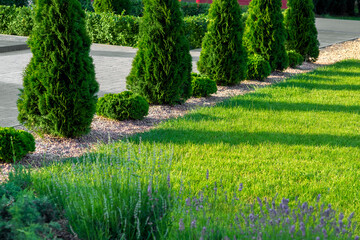 green lawn lit by sunlight in a park with evergreen bushes with stone tile path pedestrian sidewalk, background on a sunset spring theme nobody.