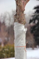 A close up of a tree in the botanical garden wrapped in a cloth to protect it from frost in winter