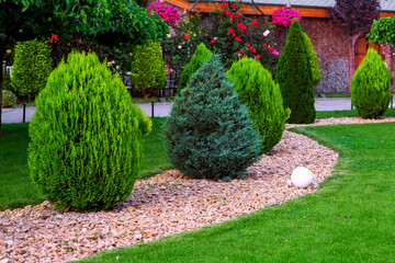 Landscaping of garden with evergreen conifers and thuja mulched by yellow stone in a spring park...