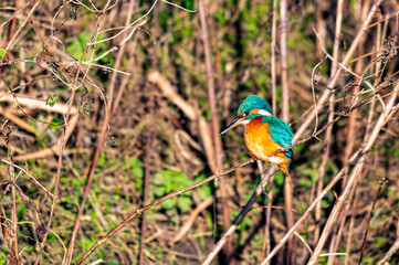 Female common kingfisher, alcedo atthis, hunting for food perched on winter branches