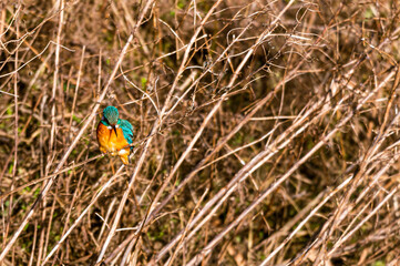 Female common kingfisher, alcedo atthis, hunting for food perched on winter branches
