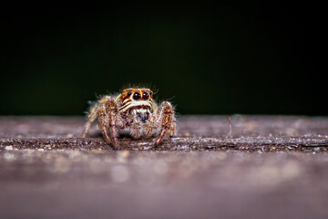 Young Macaroeris nidicolens jumping spider on a wooden railing