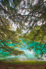 Bäume in den vier Jahreszeiten