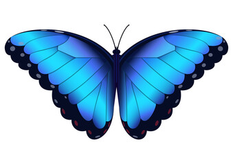 Blue butterfly. Vector illustration on white background.