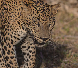 Fototapeta na wymiar Big male leopard stare; Sunshine on leopard face; leopard in sunlight; Leopard in Yala National Park, Sri Lanka; Lucas 