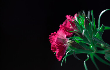 The beautiful lily flower was taken with macro photography technique as a close-up. sweet william...