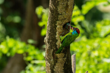 A beautiful Blue throat-ed barbet bird.