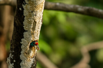 A beautiful Blue throat-ed barbet bird.