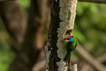 A beautiful Blue throat-ed barbet bird.