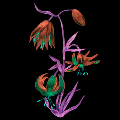 spring blooming lily flower orange petals with green inserts on a purple stem and young petals young bud and open flower