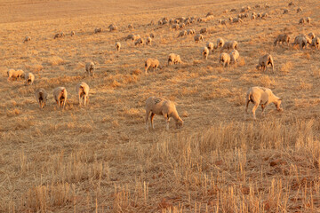 Sheep grazing in a Landscape