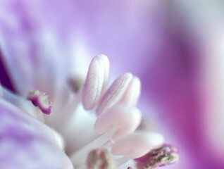 Fototapeta premium The beautiful lily flower was taken with macro photography technique as a close-up. sweet william flower. in turkish its name is husnuyusuf