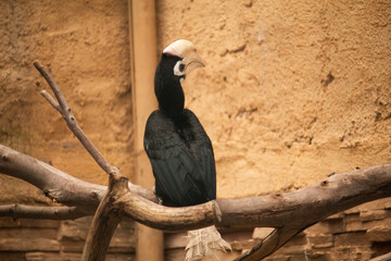 Exotic bird in its cage