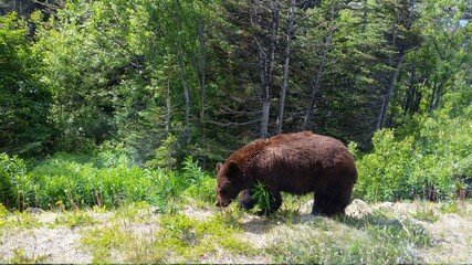 brown bear in the woods