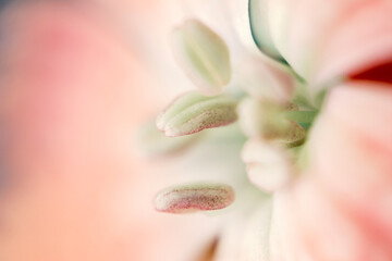 The beautiful lily flower was taken with macro photography technique as a close-up. sweet william...