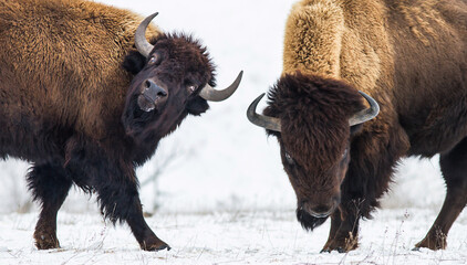 Bull couple butting in the snow. Two American bison fighting.