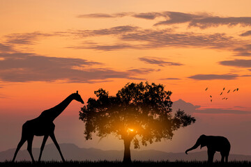 Silhouette African Elephants at sunset or sunrise. Wildlife Nature Background. African savanna landscape.