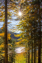 Obraz premium Bäume in den vier Jahreszeiten