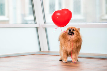 a small Pomeranian dog holds a heart-shaped balloon in its teeth by a string, symbol of Valentine's Day