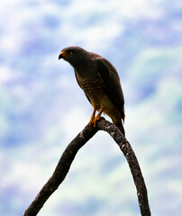 Roadside Hawk - Buteo magnirostris sits on a tree