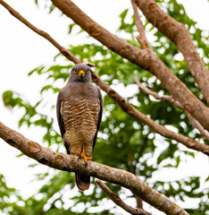 Roadside Hawk - Buteo magnirostris sits on a tree