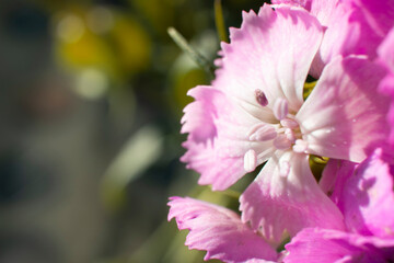 The beautiful lily flower was taken with macro photography technique as a close-up. sweet william flower. 