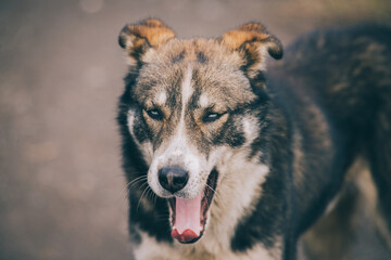 Bronw domestic dog is yawining
