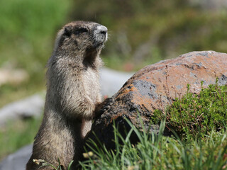 Hoary Marmot on the Lookout